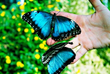 蝴蝶花園 Butterfly Garden